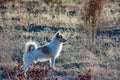 Small dog in nature. Fluffy white dog on the field Royalty Free Stock Photo