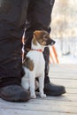 Small dog next to the owners feet Royalty Free Stock Photo