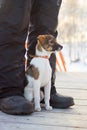 Small dog next to the owners feet Royalty Free Stock Photo