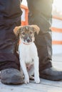 Small dog next to the owners feet Royalty Free Stock Photo