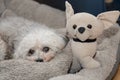 Small dog next to small stuffed dog