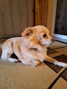 Small dog orange shpitz laying on the carpet