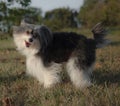 Dog unknown breed is cheerfull and posing Royalty Free Stock Photo