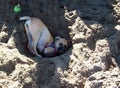 Small dog playing in the sand Royalty Free Stock Photo