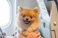 Small dog pomaranian spitz in a travel bag on board of plane, selective focus