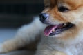 Small dog pomeranian cute pets, close-up limestone stains teeth