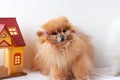 Small dog Pomeranian orange color scared, very surprised, sitting on a white background with glasses, glasses slid down Royalty Free Stock Photo