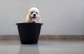 Small dog poodle inside the bucket