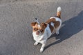 A small dog posing. Portrait of a Chihuahua from a front view. Horizontal image.White-red-haired chihuahua on the street Royalty Free Stock Photo