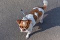 A small dog posing. Portrait of a Chihuahua from a front view. Horizontal image.White-red-haired chihuahua on the street Royalty Free Stock Photo