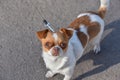 A small dog posing. Portrait of a Chihuahua from a front view. Horizontal image.White-red-haired chihuahua on the street Royalty Free Stock Photo