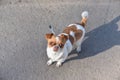 A small dog posing. Portrait of a Chihuahua from a front view. Horizontal image.White-red-haired chihuahua on the street Royalty Free Stock Photo