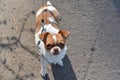 A small dog posing. Portrait of a Chihuahua from a front view. Horizontal image.White-red-haired chihuahua on the street Royalty Free Stock Photo