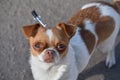 A small dog posing. Portrait of a Chihuahua from a front view. Horizontal image.White-red-haired chihuahua on the street Royalty Free Stock Photo