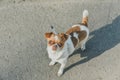 A small dog posing. Portrait of a Chihuahua from a front view. Horizontal image.White-red-haired chihuahua on the street Royalty Free Stock Photo