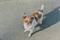 A small dog posing. Portrait of a Chihuahua from a front view. Horizontal image.White-red-haired chihuahua on the street Royalty Free Stock Photo