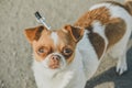 A small dog posing. Portrait of a Chihuahua from a front view. Horizontal image.White-red-haired chihuahua on the street Royalty Free Stock Photo