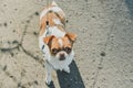 A small dog posing. Portrait of a Chihuahua from a front view. Horizontal image.White-red-haired chihuahua on the street Royalty Free Stock Photo