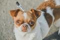 A small dog posing. Portrait of a Chihuahua from a front view. Horizontal image.White-red-haired chihuahua on the street Royalty Free Stock Photo