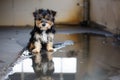 small dog beside a puddle indoors