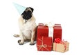 A dog of the pug breed in a festive paper cap, sitting with a serious look near the boxes with gifts. Isolated.