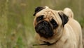 A small dog pug Konfuciy looking into the camera. Royalty Free Stock Photo