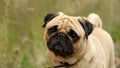 A small dog pug Konfuciy looking into the camera. Royalty Free Stock Photo