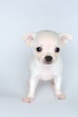 Small dog puppy chihuahua with great eyes from the front