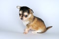 Small dog puppy chihuahuafrom the side is sitting