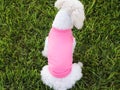 Small dog puppy pink t-shirt mock up white Maltese Model