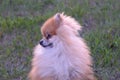 small dog red spitz looks away, minimalism