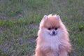 small dog red spitz looks away, minimalism