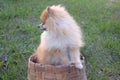 small dog red spitz looks away, minimalism