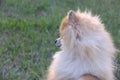 small dog red spitz looks away, minimalism