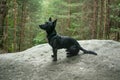 Small dog on a rock sit and wait Royalty Free Stock Photo