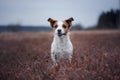 A small dog runs in a heather field Royalty Free Stock Photo