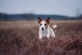 A small dog runs in a heather field Royalty Free Stock Photo