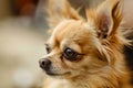 Small Dog With a Sad Expression Royalty Free Stock Photo