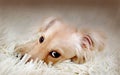 A small dog with sad eyes Royalty Free Stock Photo