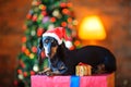 Small dog in a Santa Claus hat