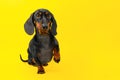 Small dog sits on yellow background raising his paw. Pain in limbs. Vet help Royalty Free Stock Photo