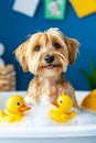 A small dog sitting in a bathtub with two yellow rubber ducks Royalty Free Stock Photo