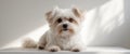 A small dog sitting comfortably on a white surface Royalty Free Stock Photo