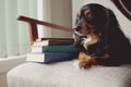 Small dog sitting on couch with a stack of books