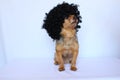 Small dog sitting dressed with a wig