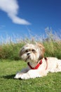 Small dog sitting on grass Royalty Free Stock Photo