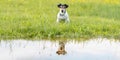 Small Dog sitting over dripping wet meadow. Small jack russell terrier seven years Royalty Free Stock Photo