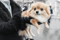 Small dog is sitting in the owner`s arms. breeds of miniature lapdogs. Human love for animals