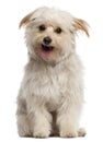 Small dog sitting and panting in front of white Royalty Free Stock Photo