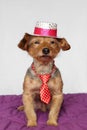Small dog in a sitting position dressed in a red tie and a white and pink hat Royalty Free Stock Photo